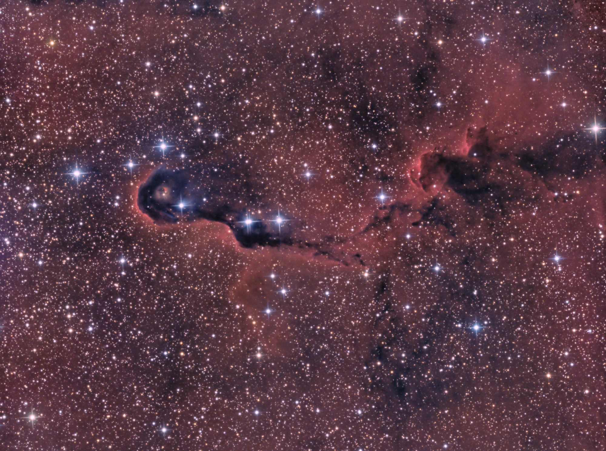 Elephant's Trunk IC 1396A/B, vdB 142 – LRGB